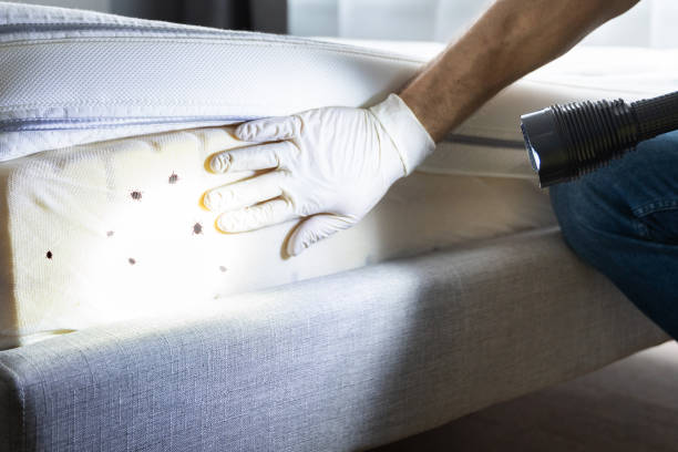 Best Wasp Removal Services  in Fort Myers Shores, FL