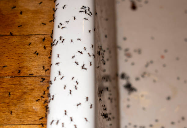 Reliable Fort Myers Shores, FL Pest Control Solutions